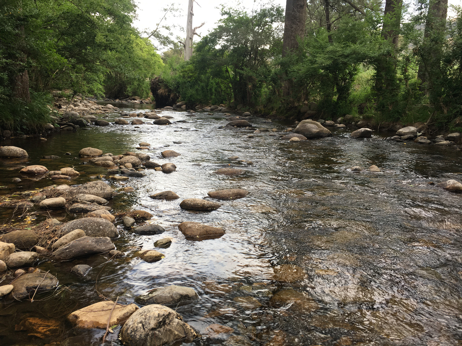 Omadale Brook, Barrington Tops