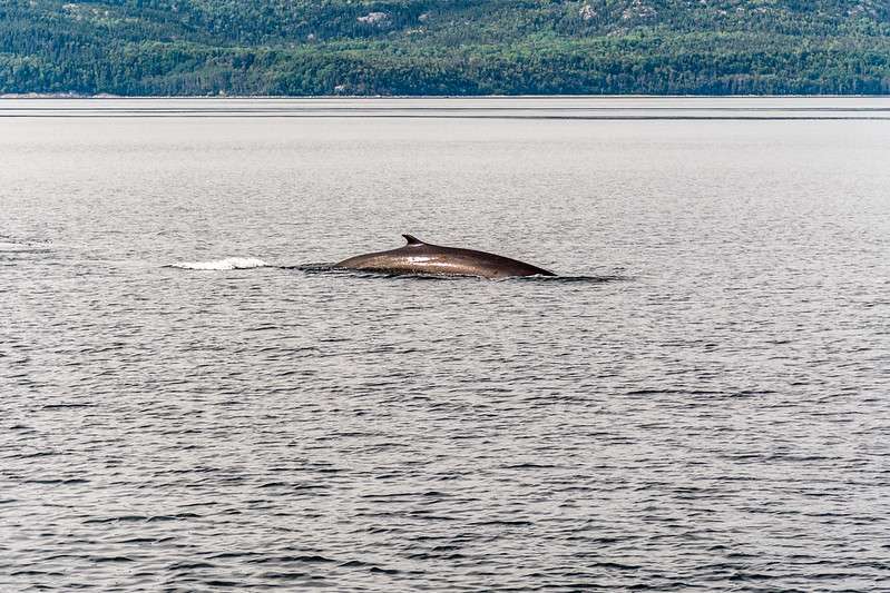 Saguenay–St. Lawrence Marine Park