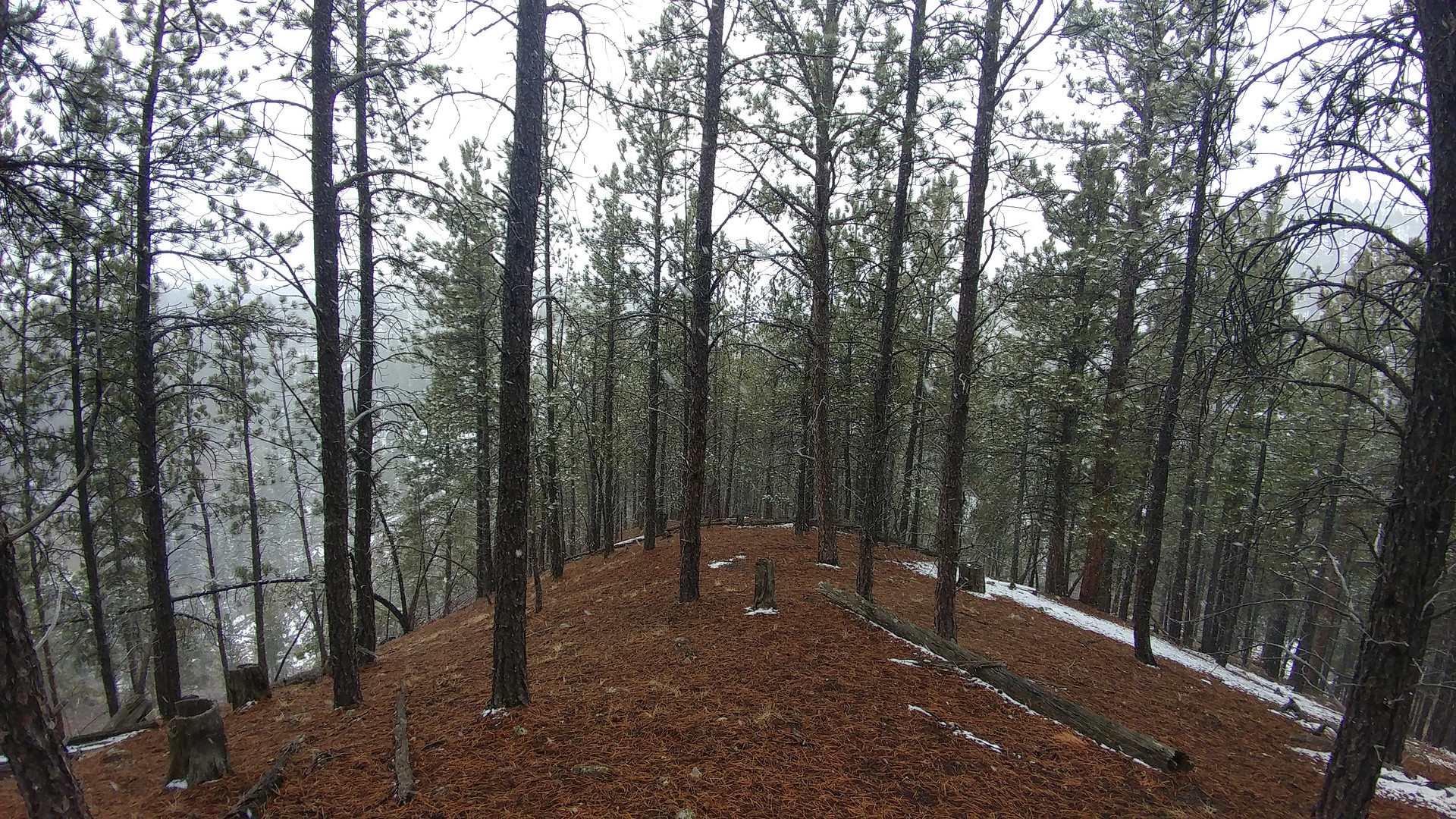 The Wilderness