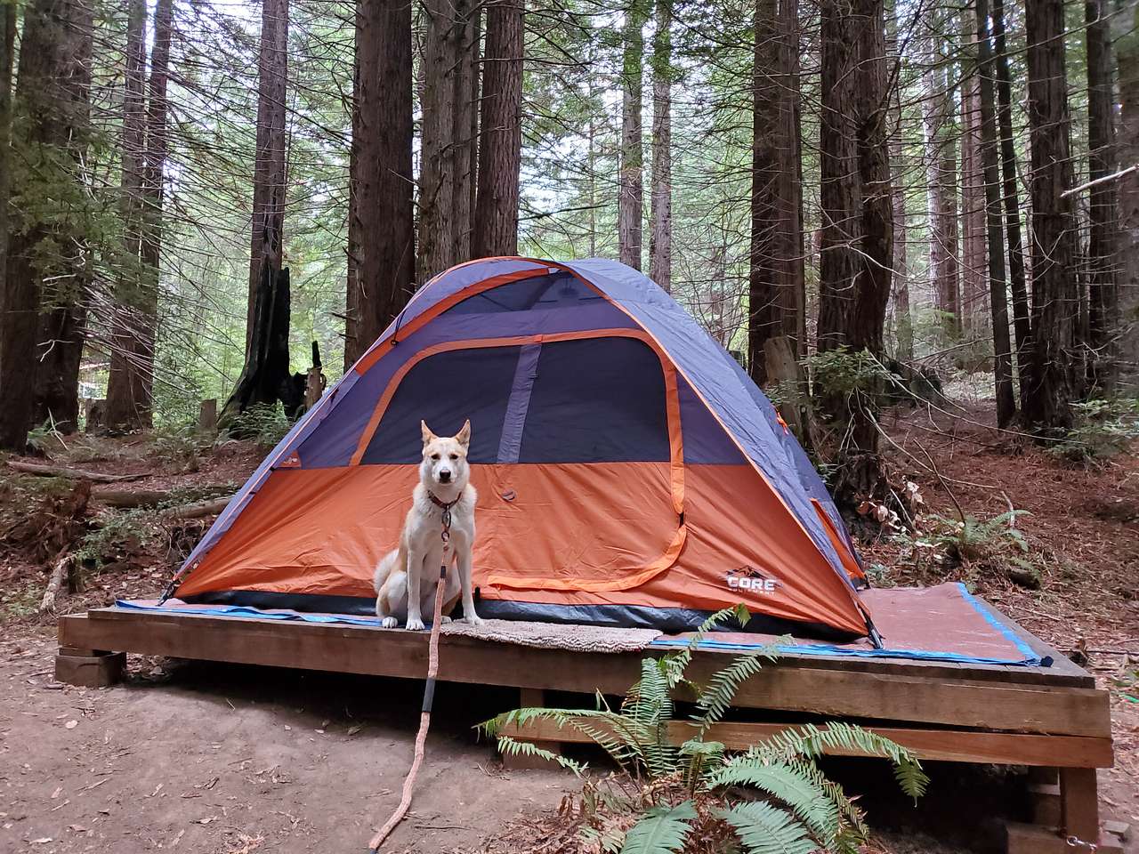 Platform for tent, dog friendly