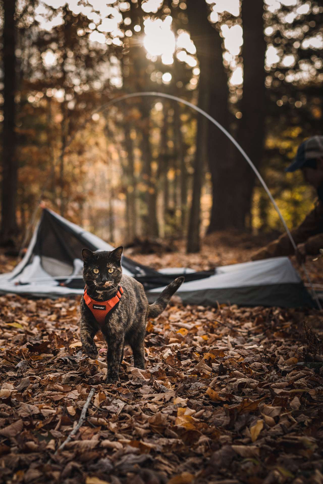 Our camping cat loved exploring!