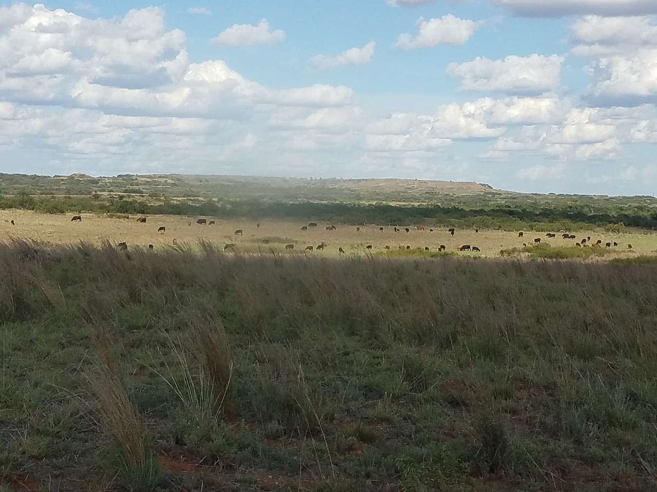 Growing clean, nutrient dense, grass fed beef on the Texas high plains. 