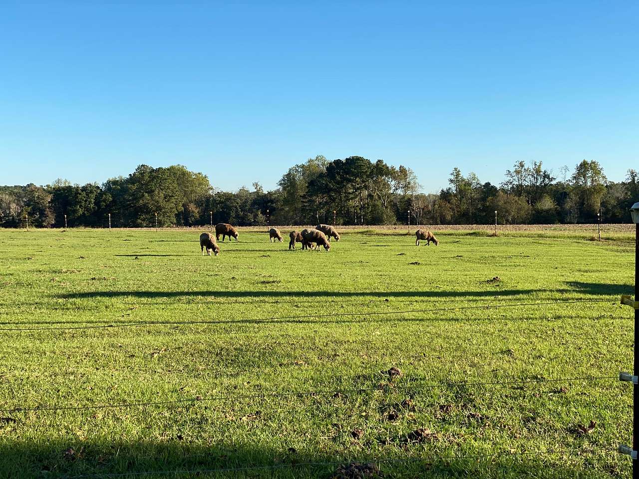 Pecan Orchard