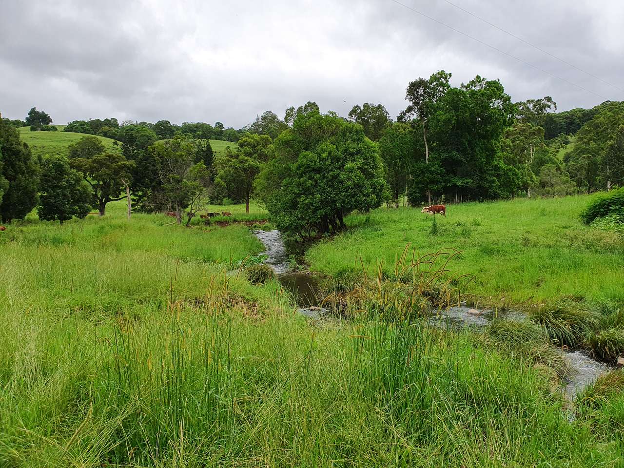 Creek View