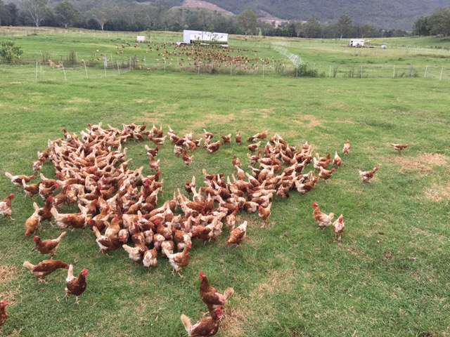 Kenilworth Free Range Farm