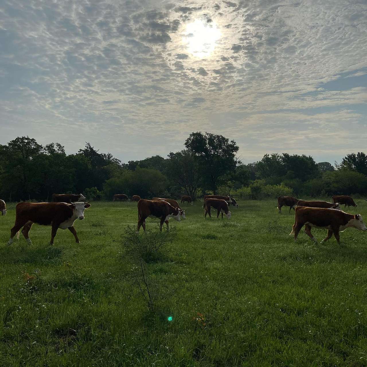 Starlove Ranch & Animal Sanctuary
