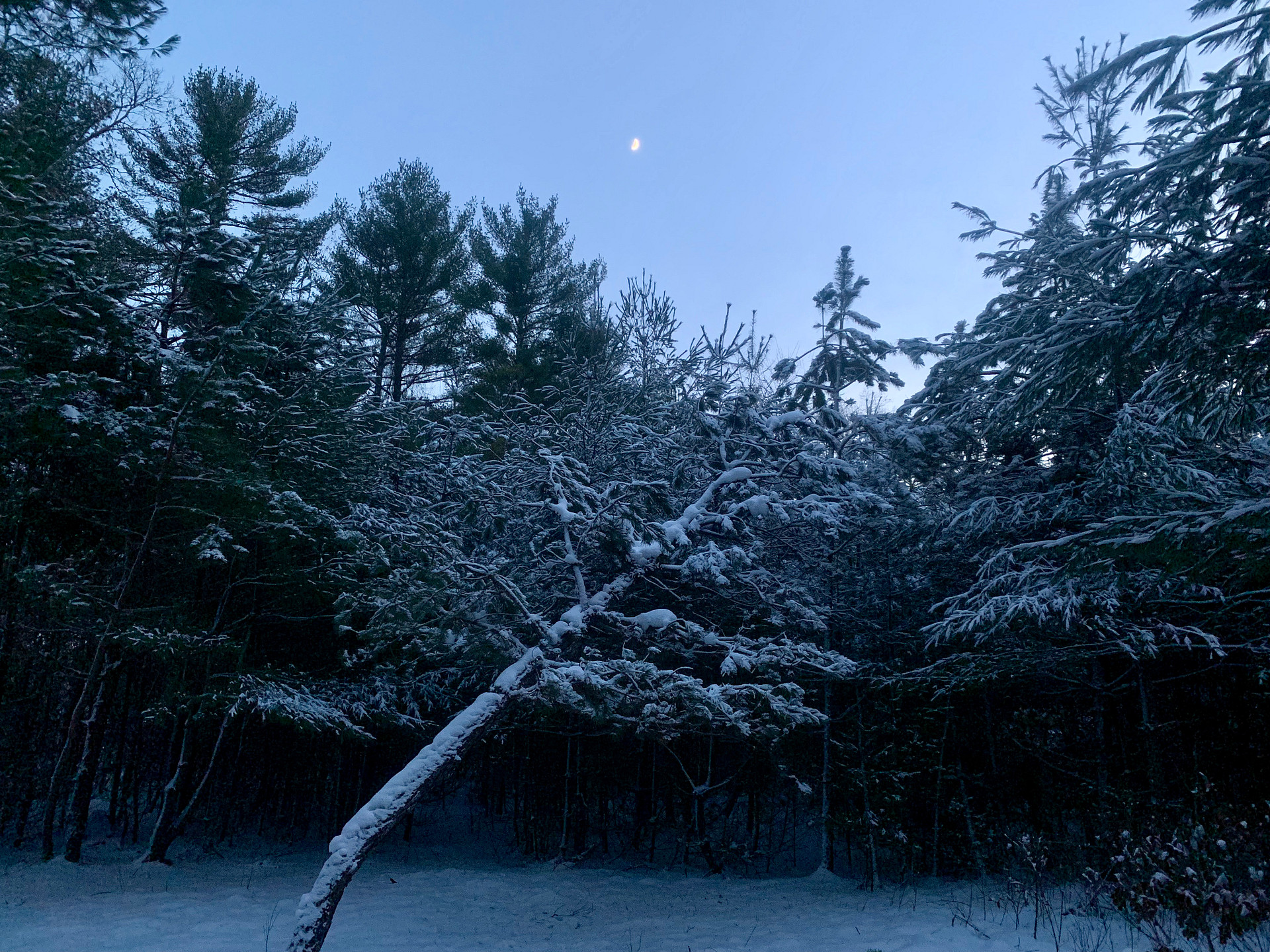 Entry point to little trail system on the property among the short pines during sunset after a snow storm. 