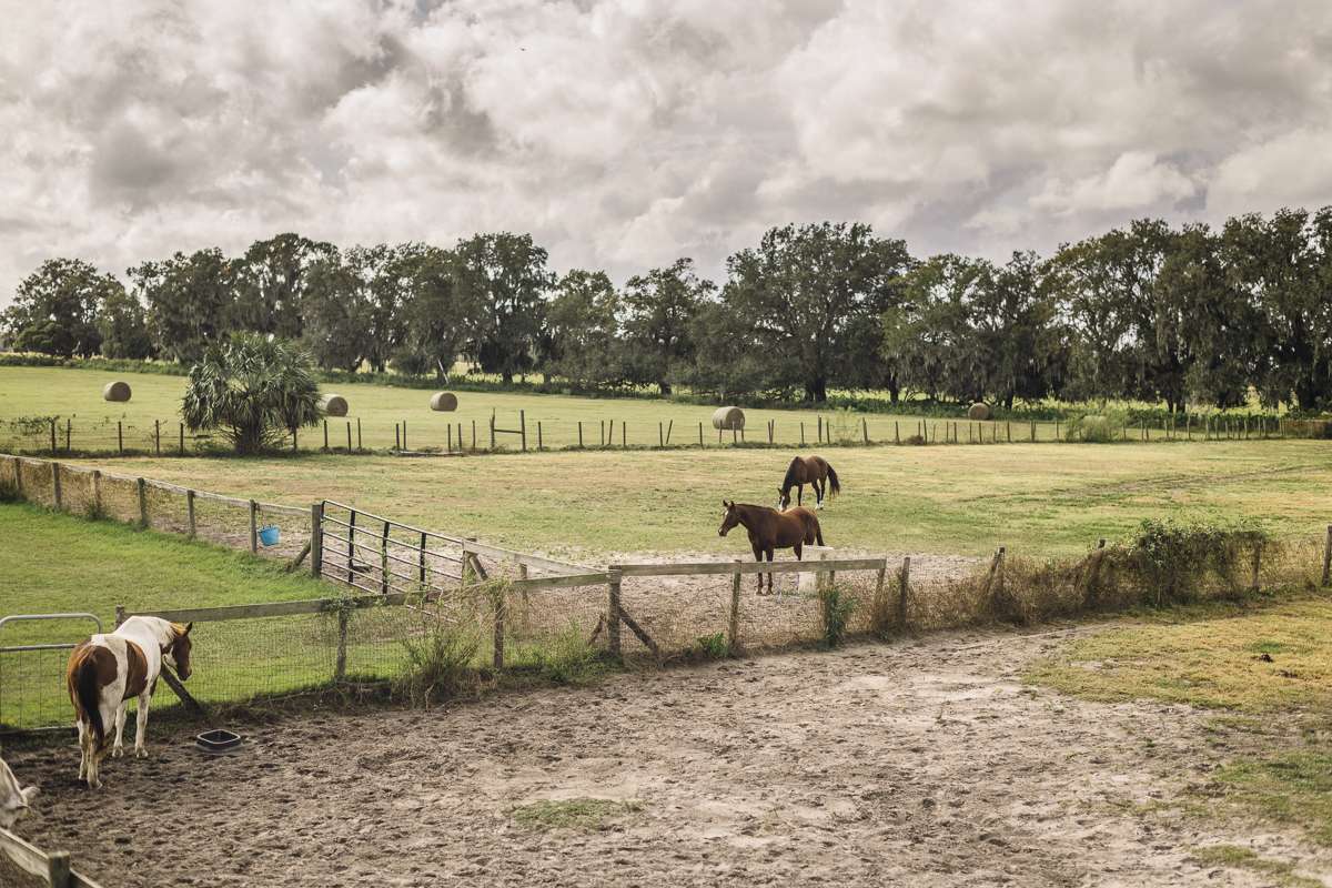 The paddocks are along the site we chose to set up camp on