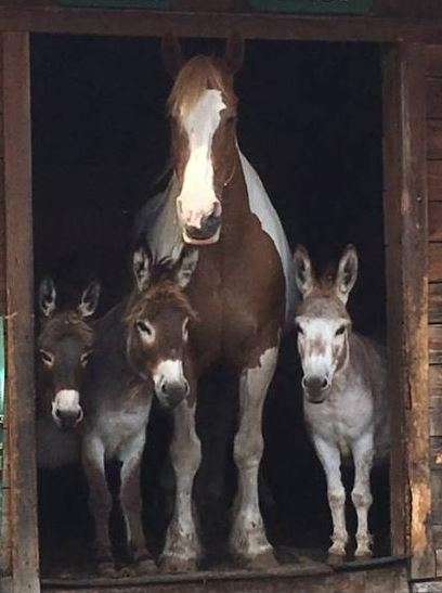 Doll our paint draft Horse she is the oldest, with several of our donkeys