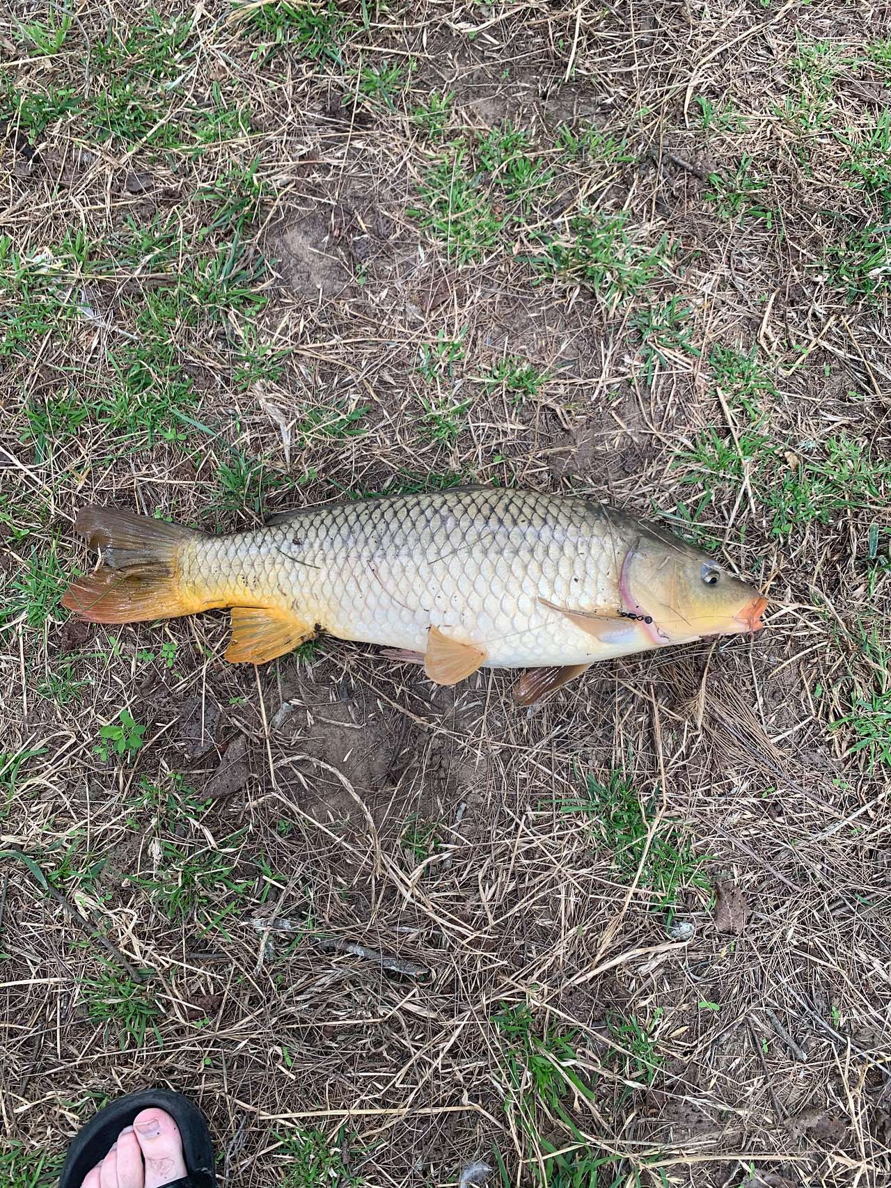 Carp caught on local cicada