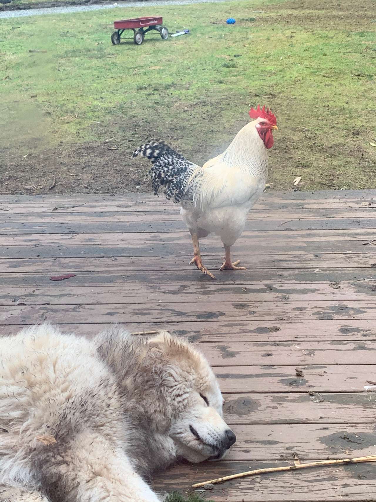Resident rooster. They call him “Lou” 