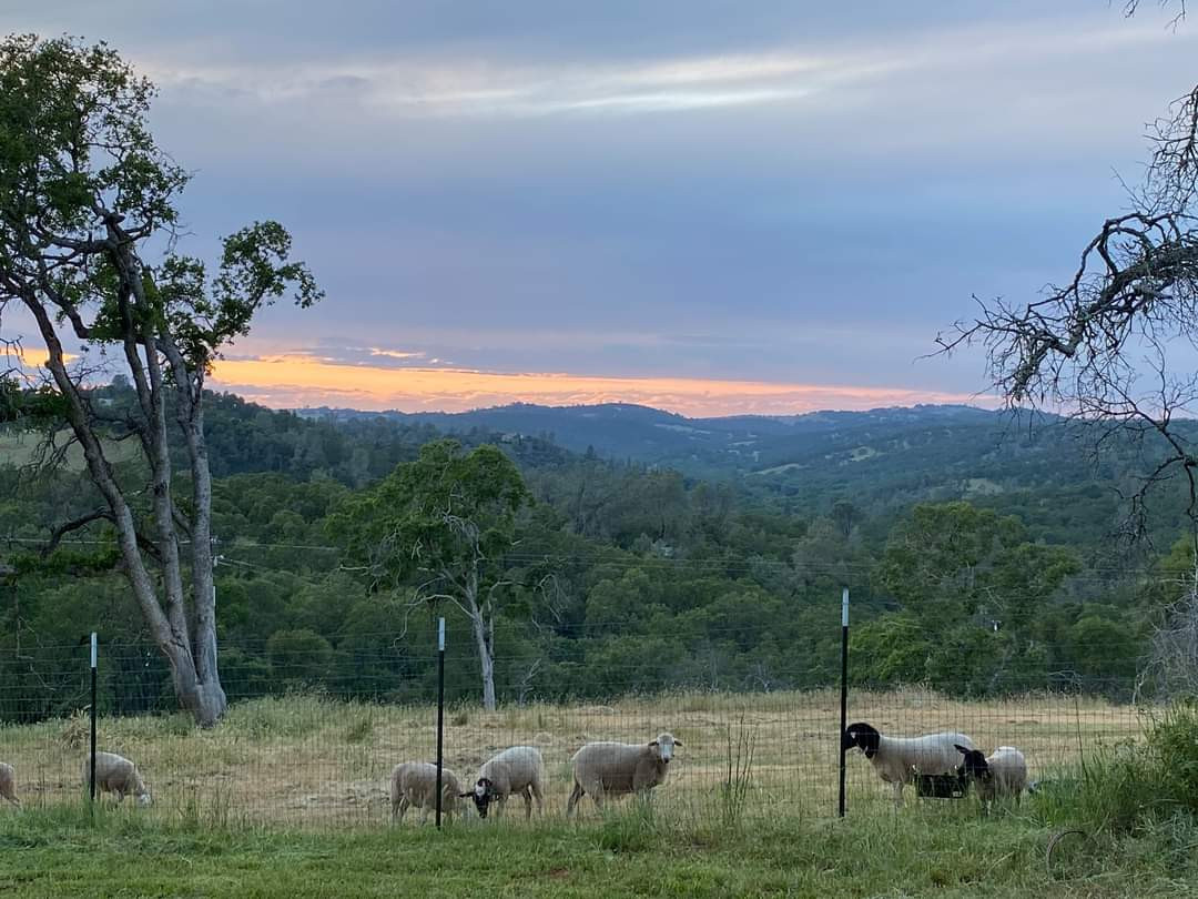 Bella Branch at SE Ranch