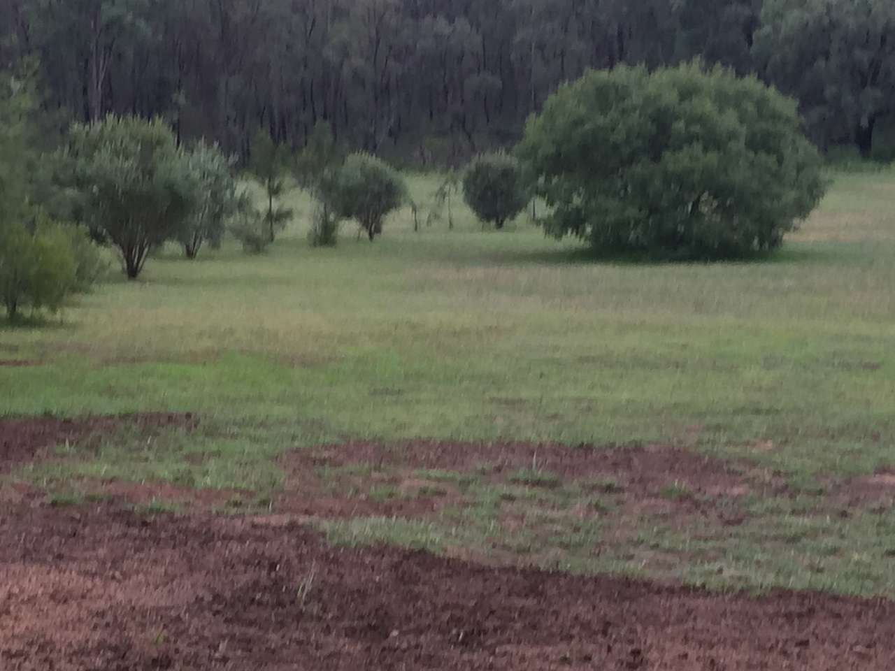 Warrumbungles Mtn Motel Campground