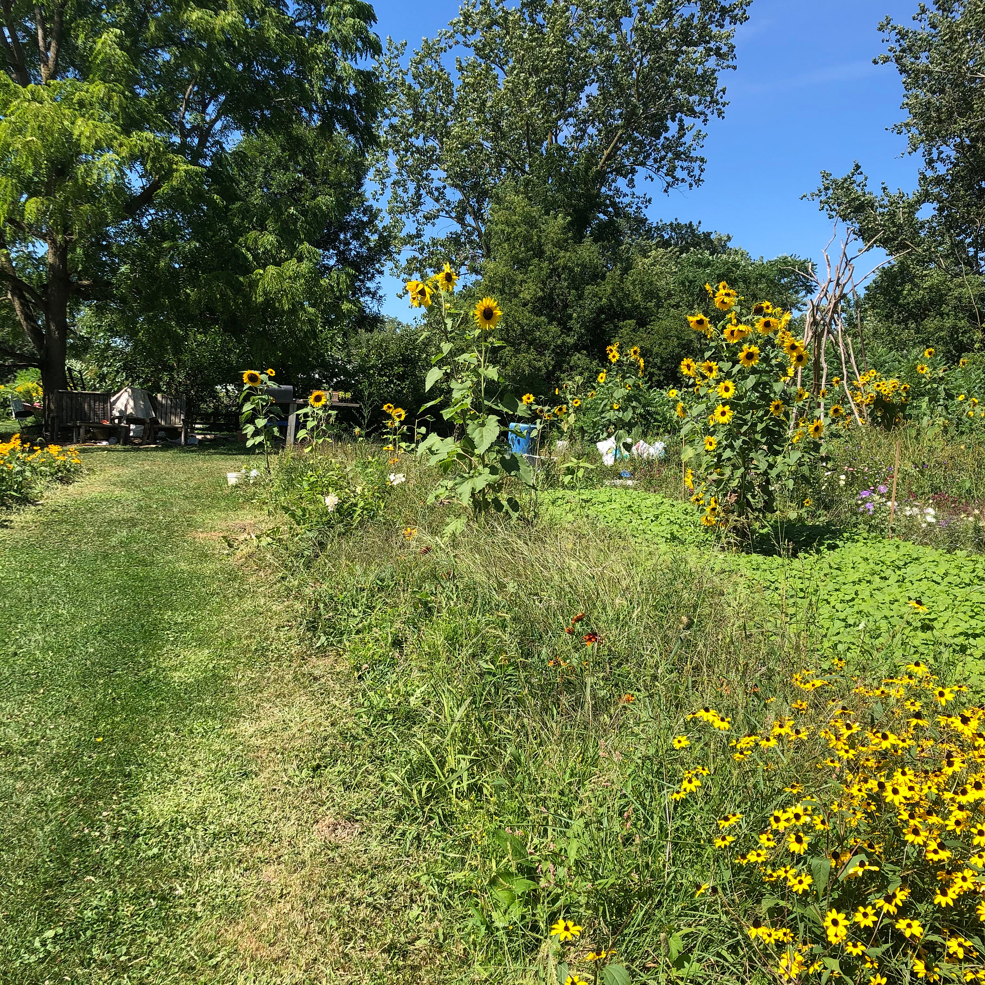 Rooted in Joy Farm