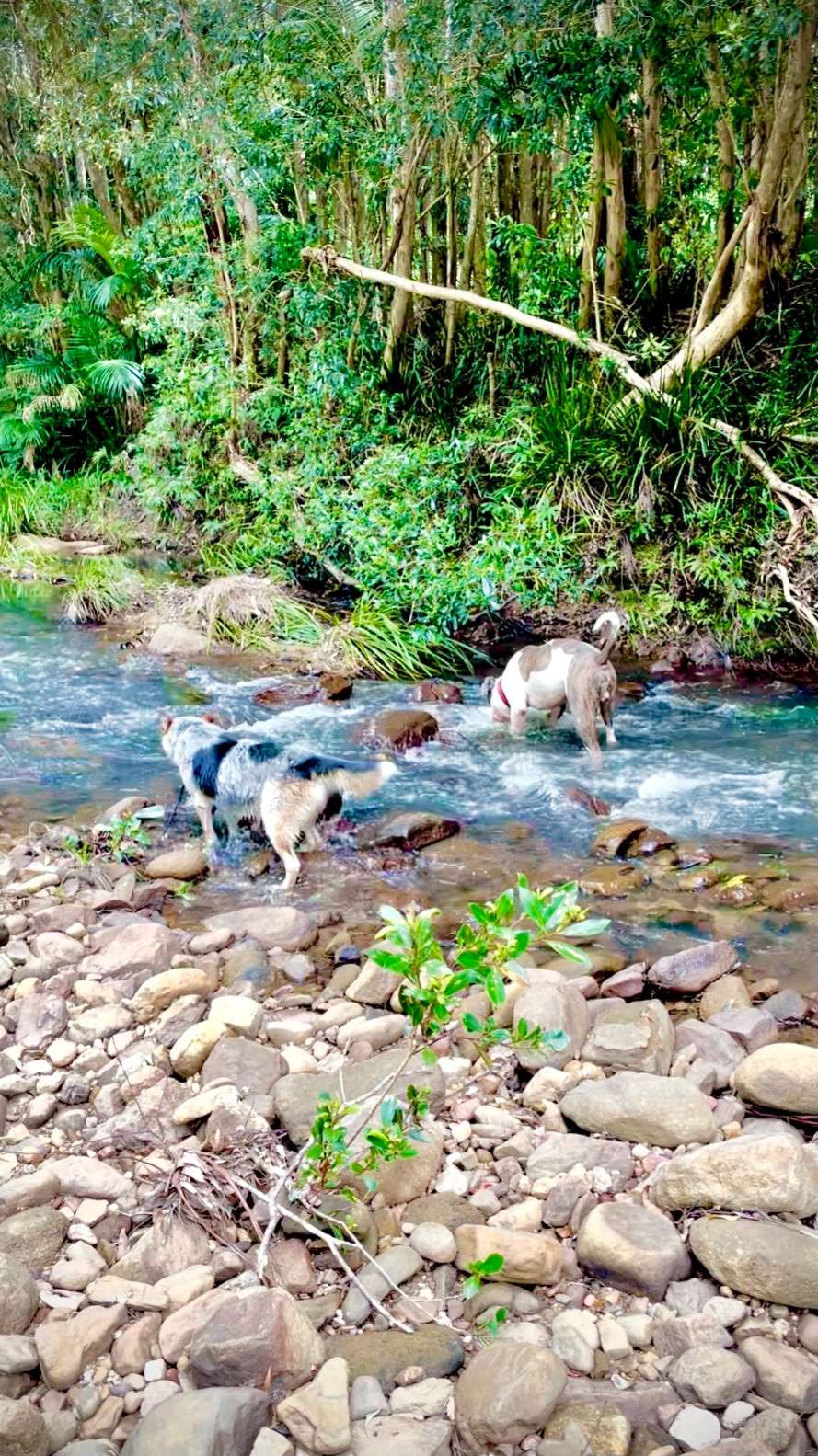  Creek down the back . . . Super refreshing 
