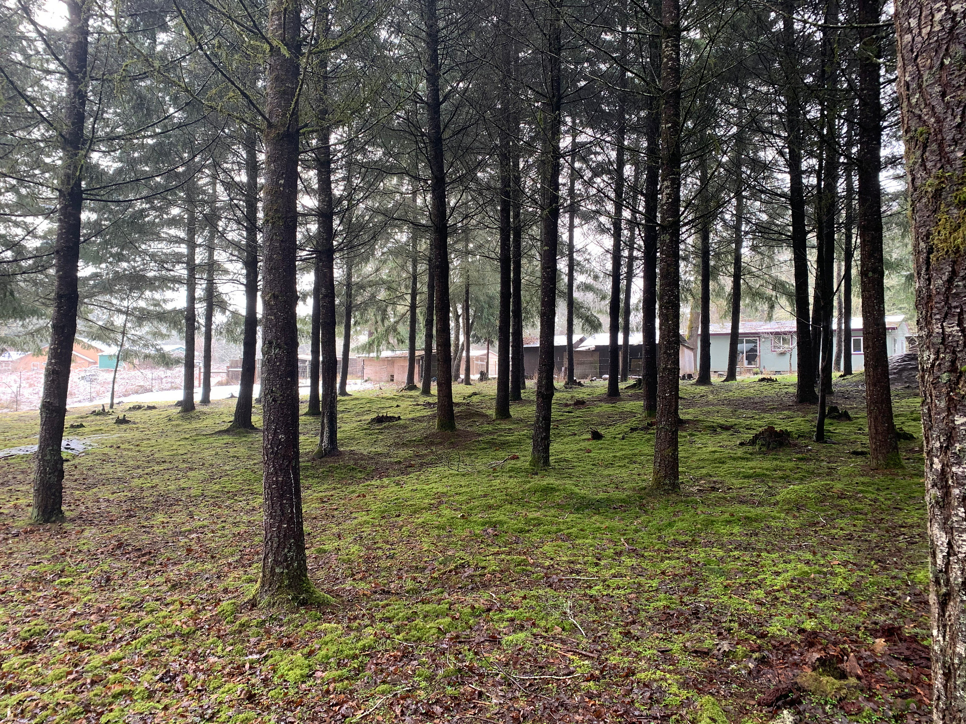 Mosswood Forest
