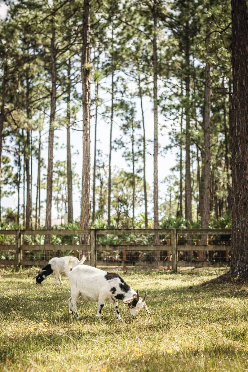 The two goats are in a pen close to the bus