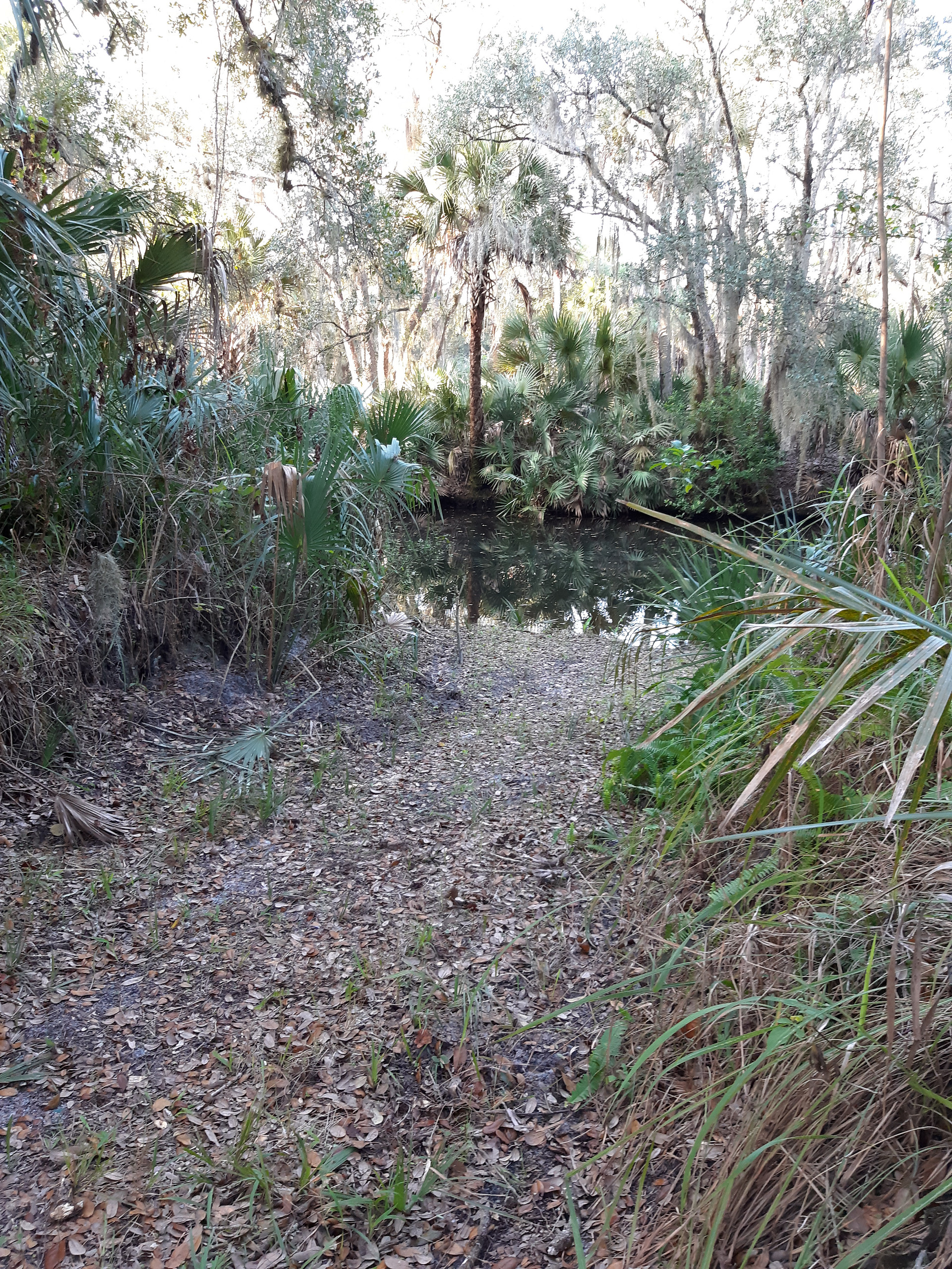 A Swamp Paradise in Florida
