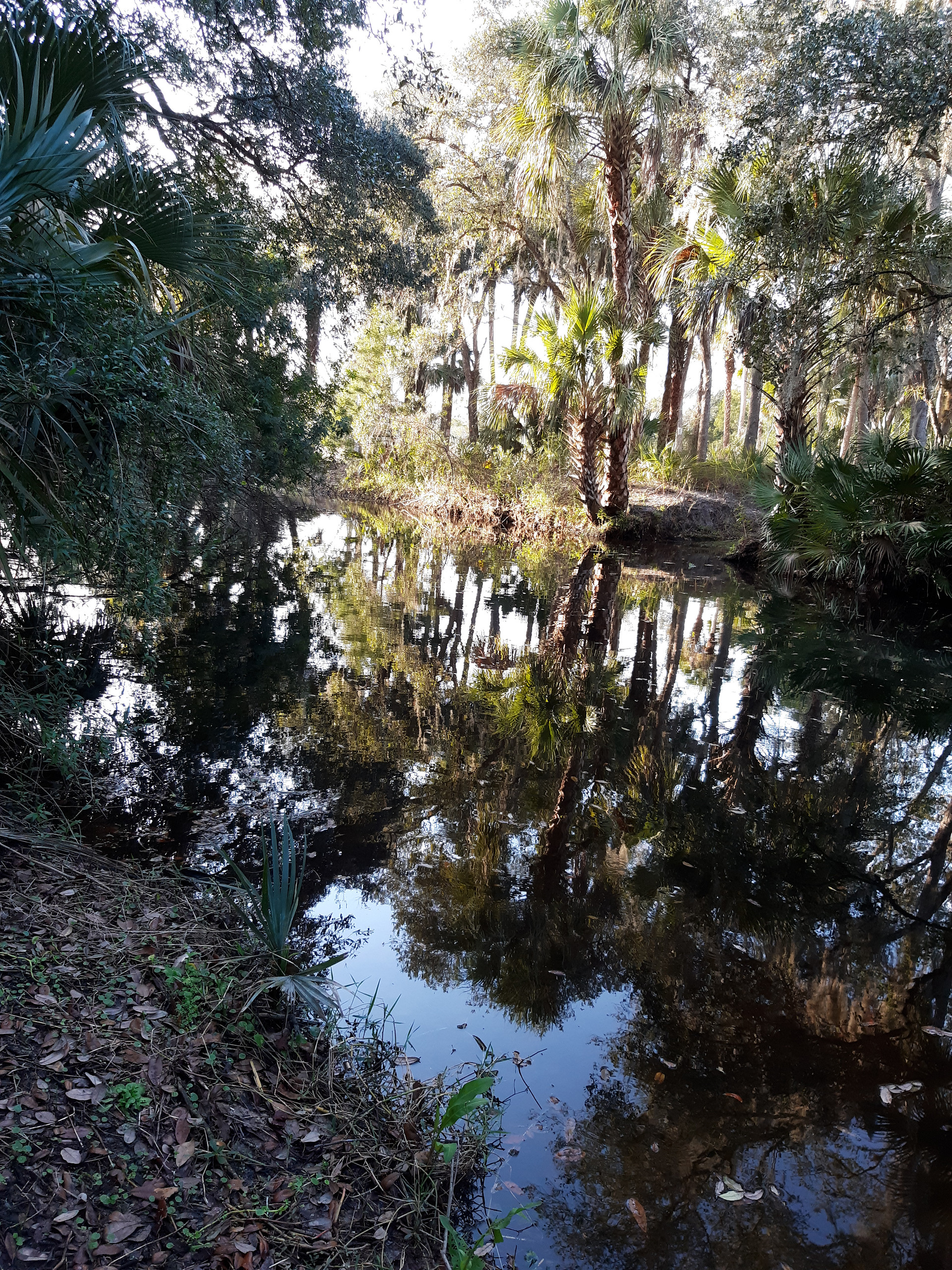 A Swamp Paradise in Florida