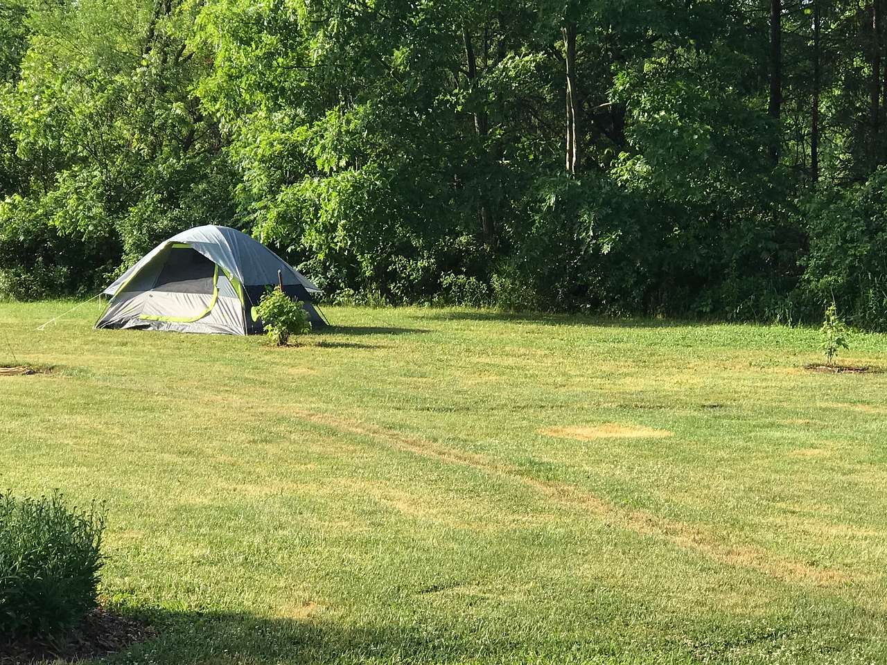 A guest camping in a tent in the field with the trees to the south