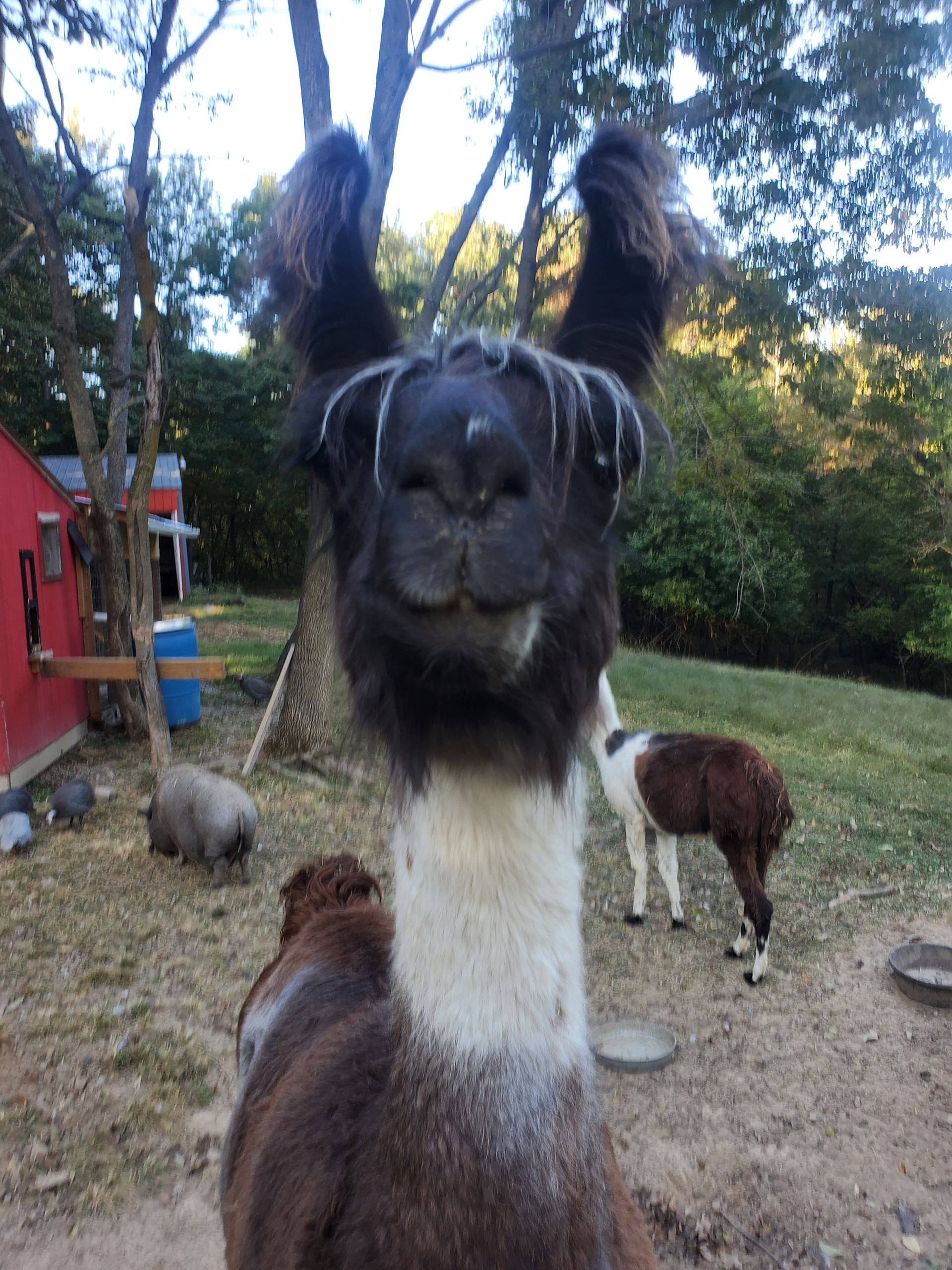 Visit our furry friends.
