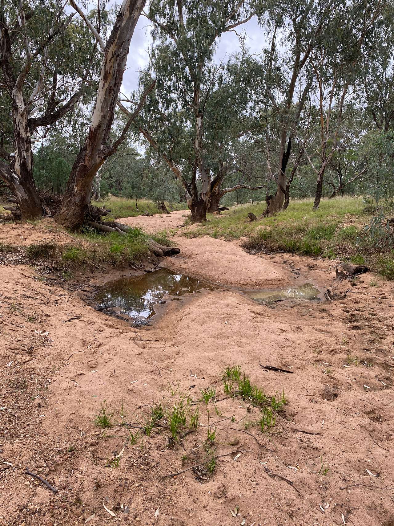 Mirrool Creek, Lake Abortree