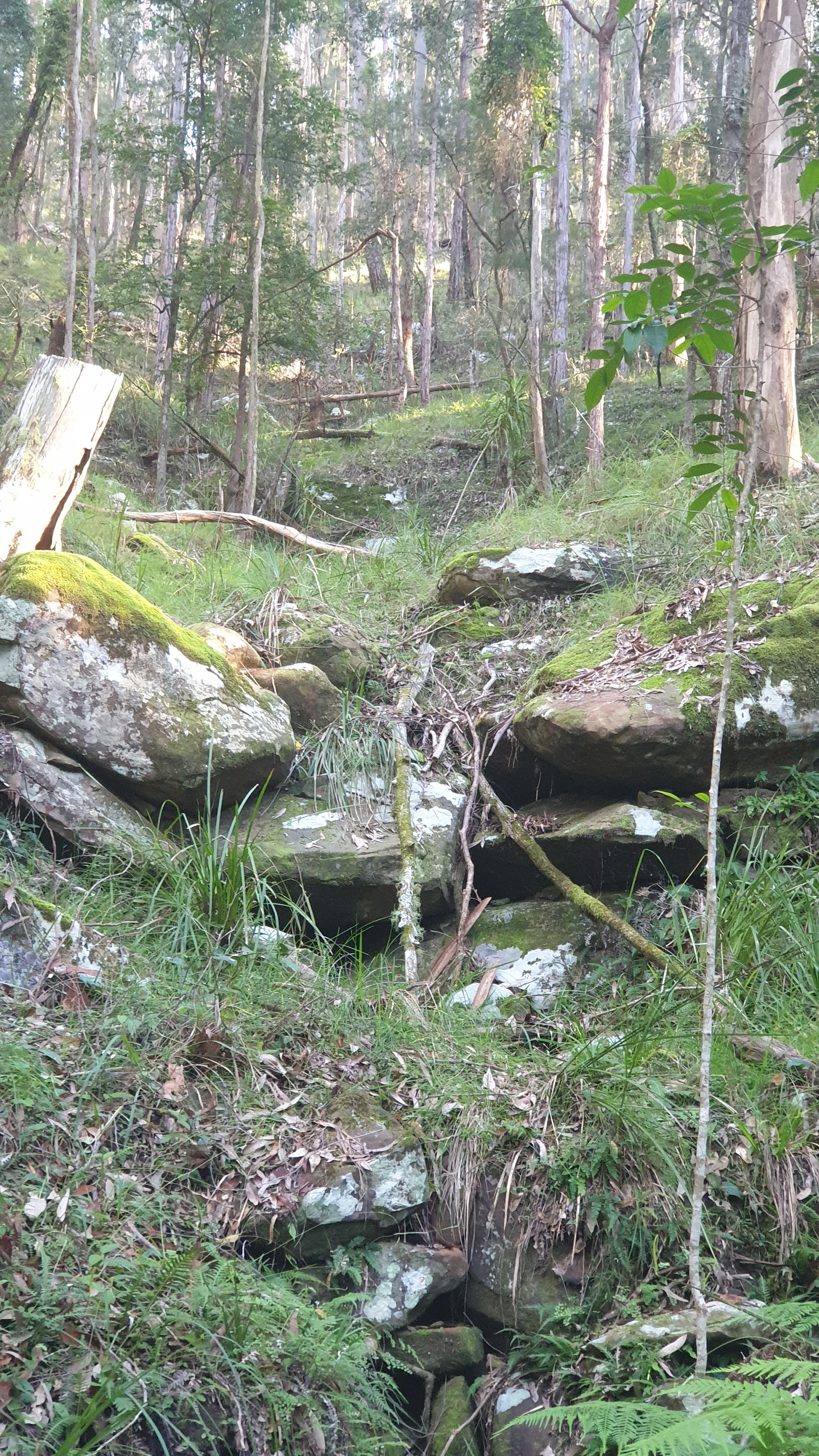 Fern Gully