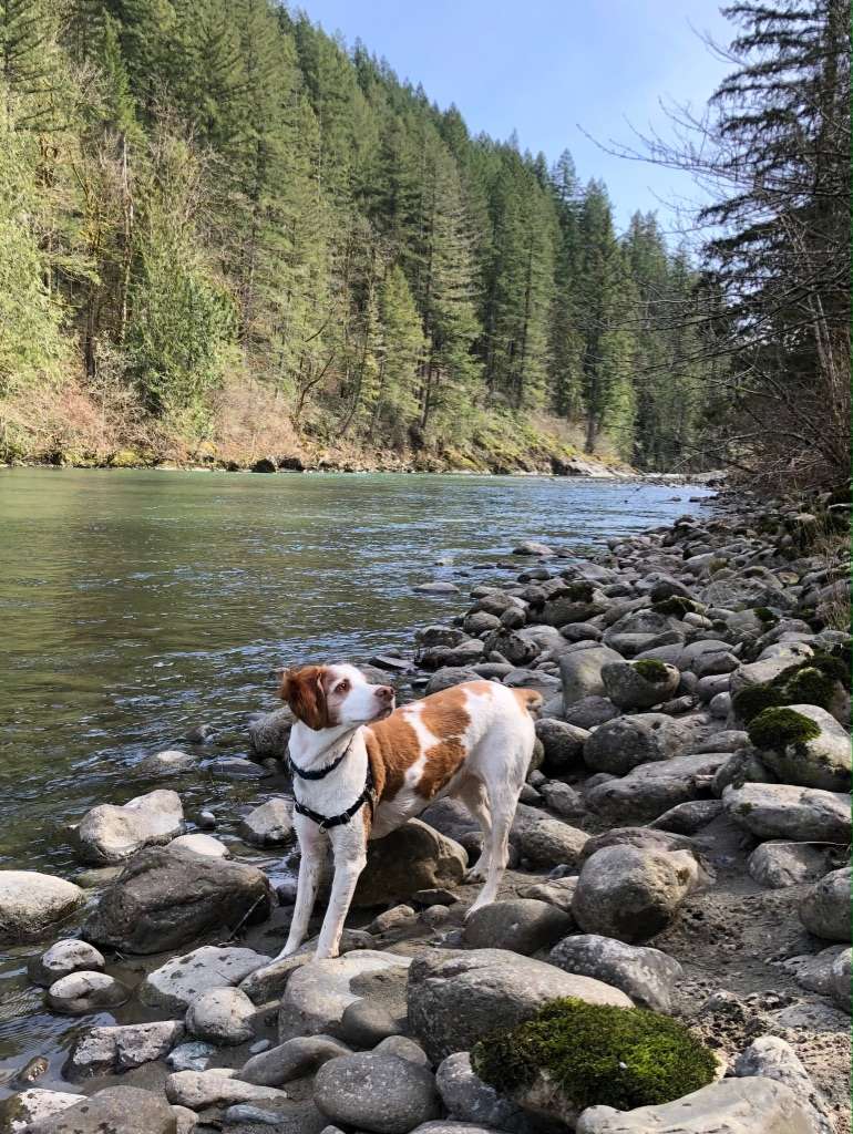 Forested with River Access/Firepit