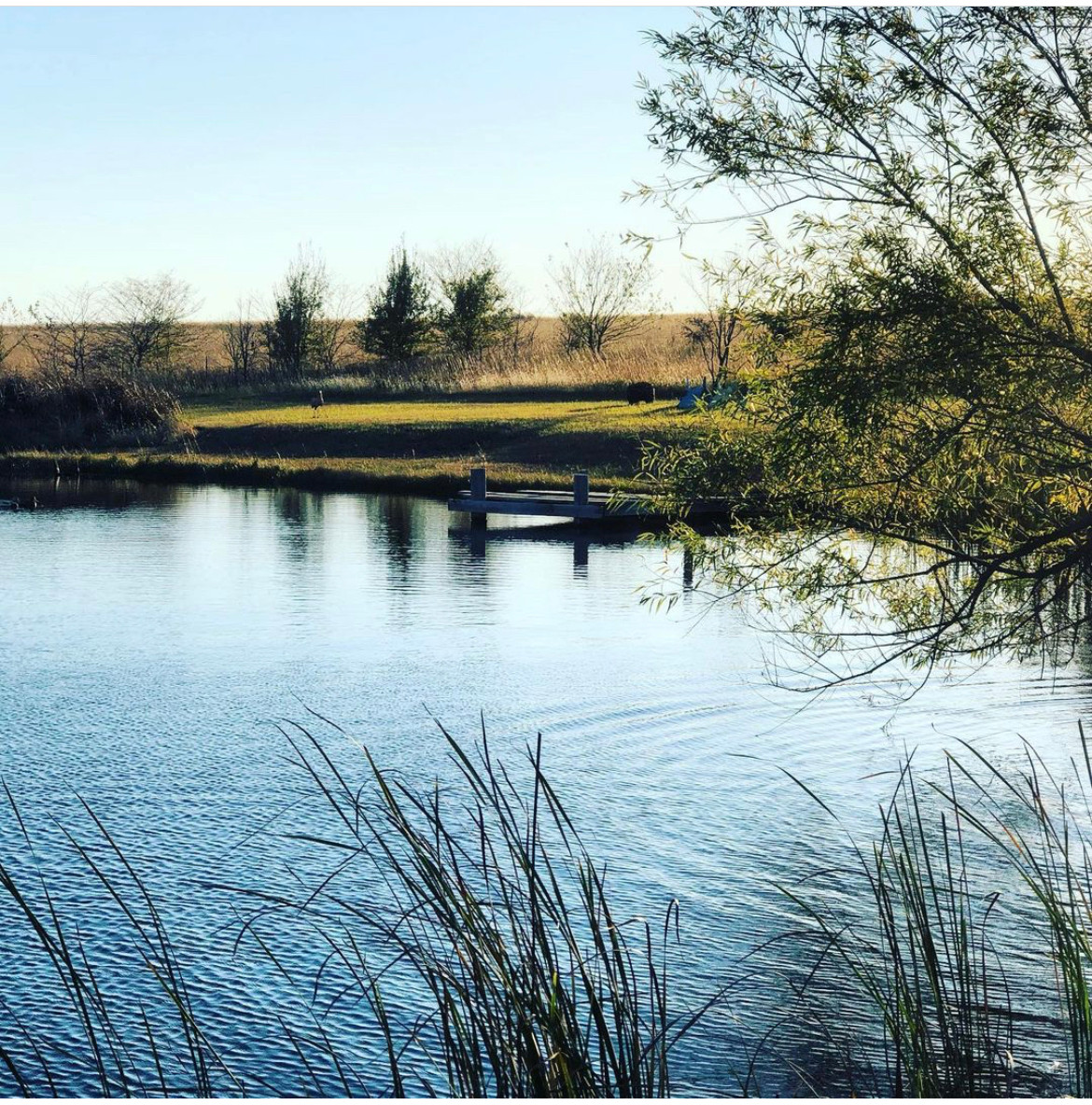 The Pond at Hedges Holler