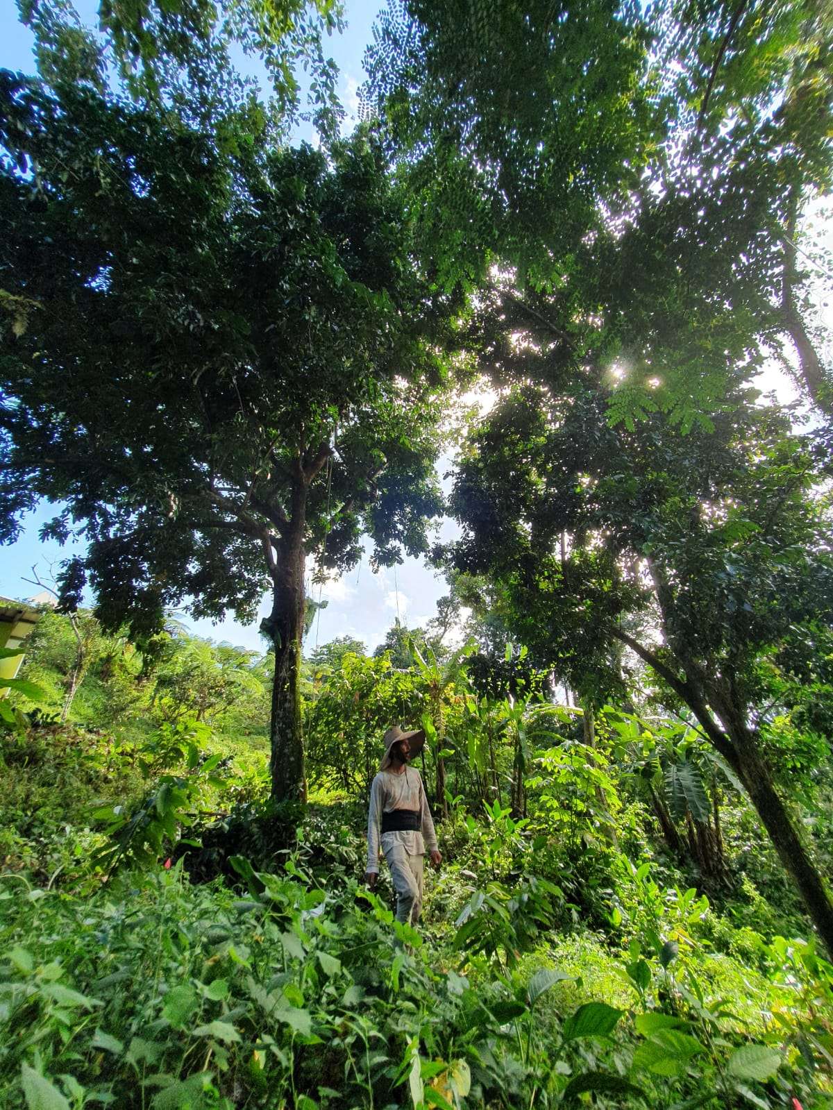 Finca Hekiti, Cacao Agroforrestry Farm