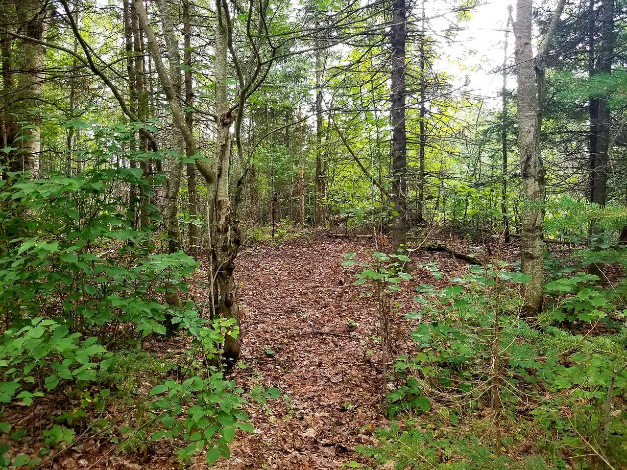 Forested campsite, we have over 20 like this with plenty of space between you and your neighbor