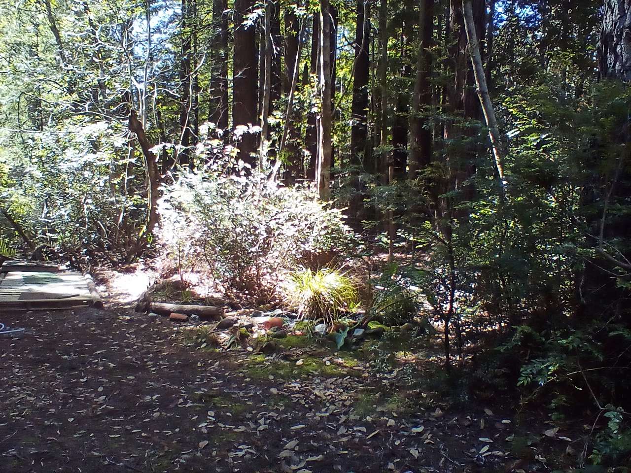 Redwood Forest Raven Haven