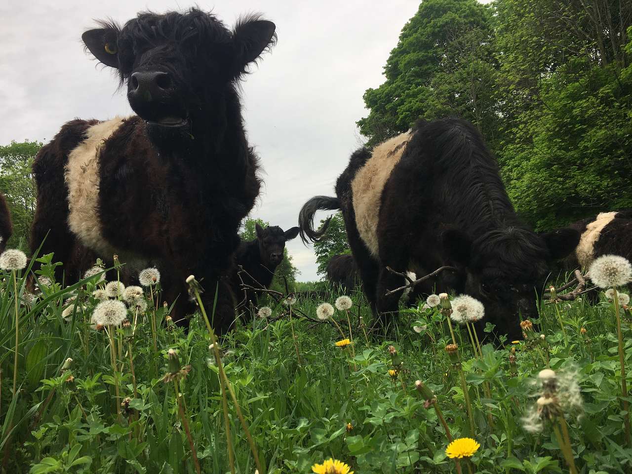 Greener Pastures Eco Farm