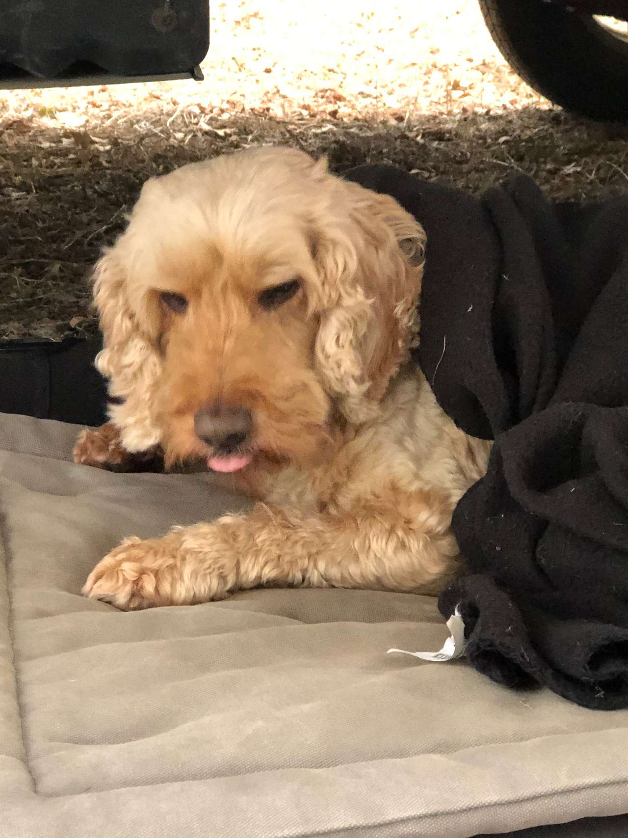 Our old girl Pippa