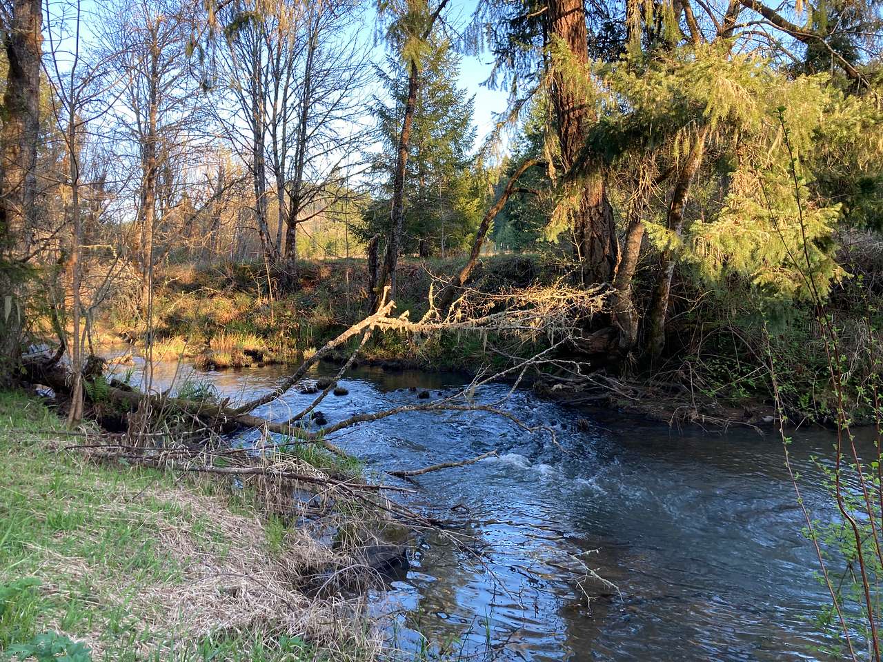 Tent site is near Elk Creek 