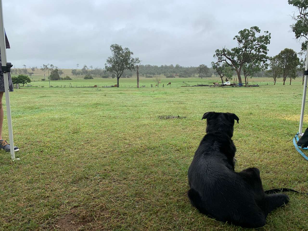 Our dog loved his holiday!