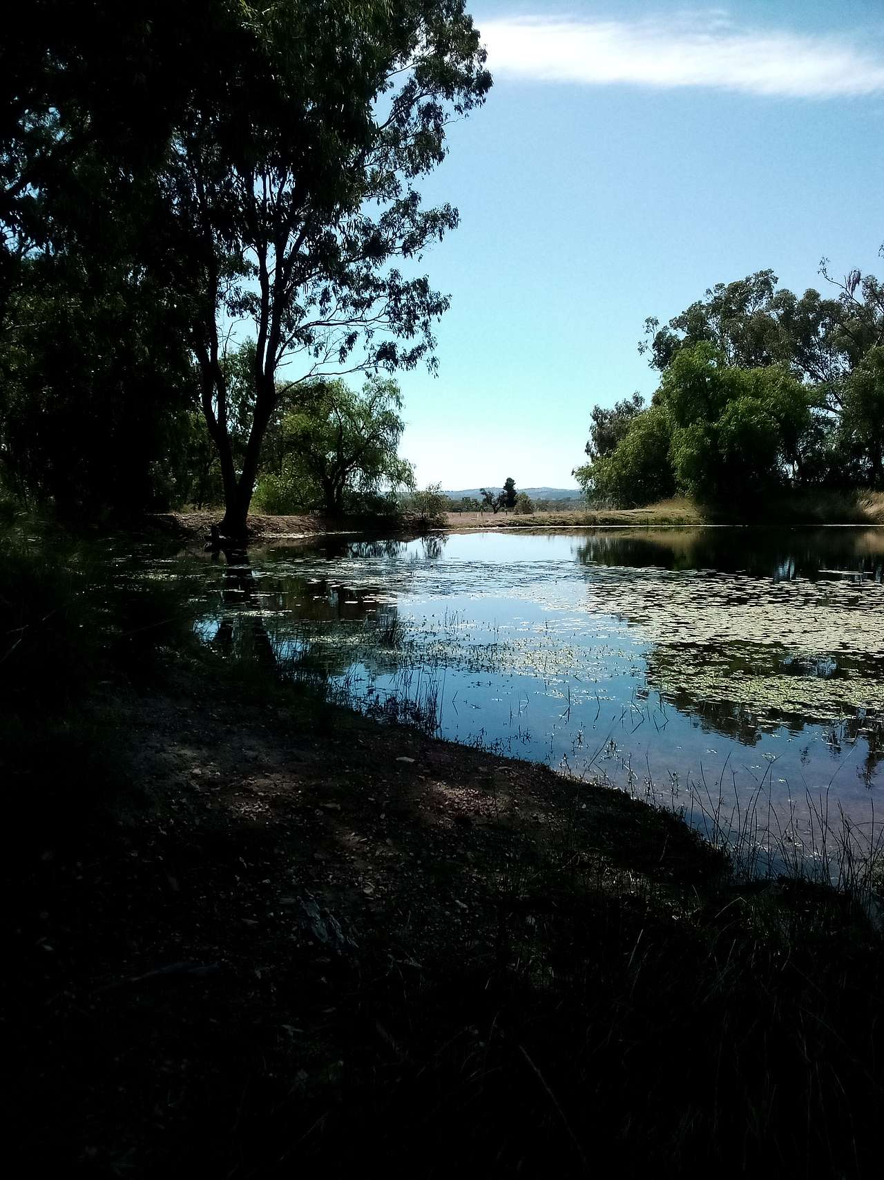 Yarran