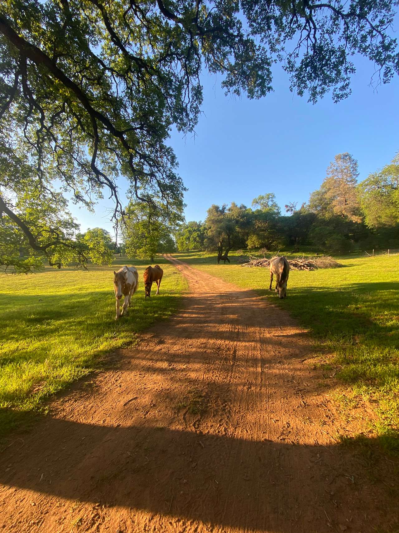 Ascension Ranch