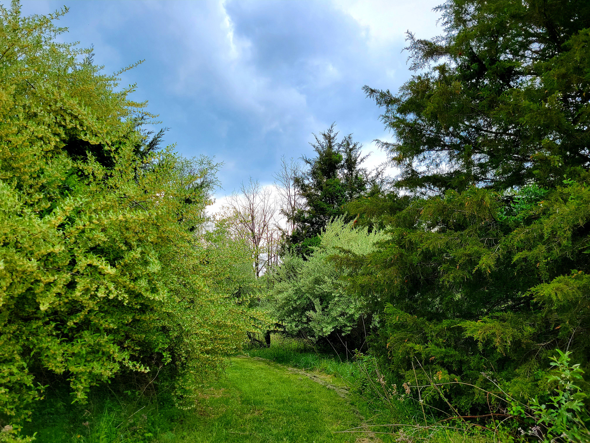 Wineberry Grove