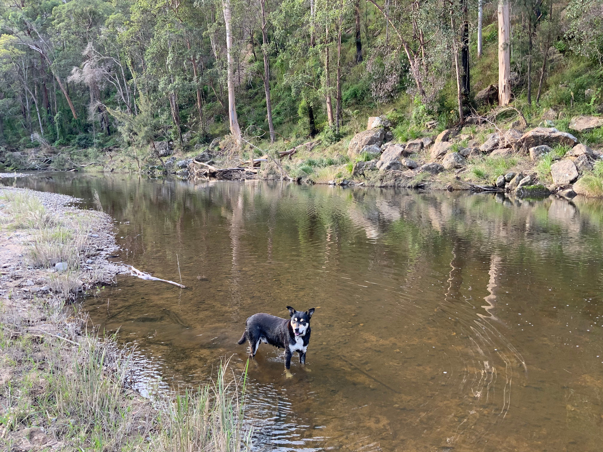 Timbarra River at The Cockatoo campsite with GT. The flood has removed some of the grass along the river edge.