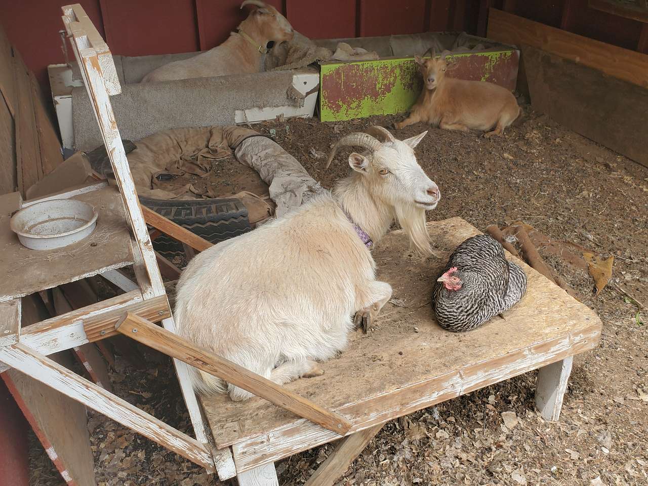 Urban Barn Yard Near Red Rocks