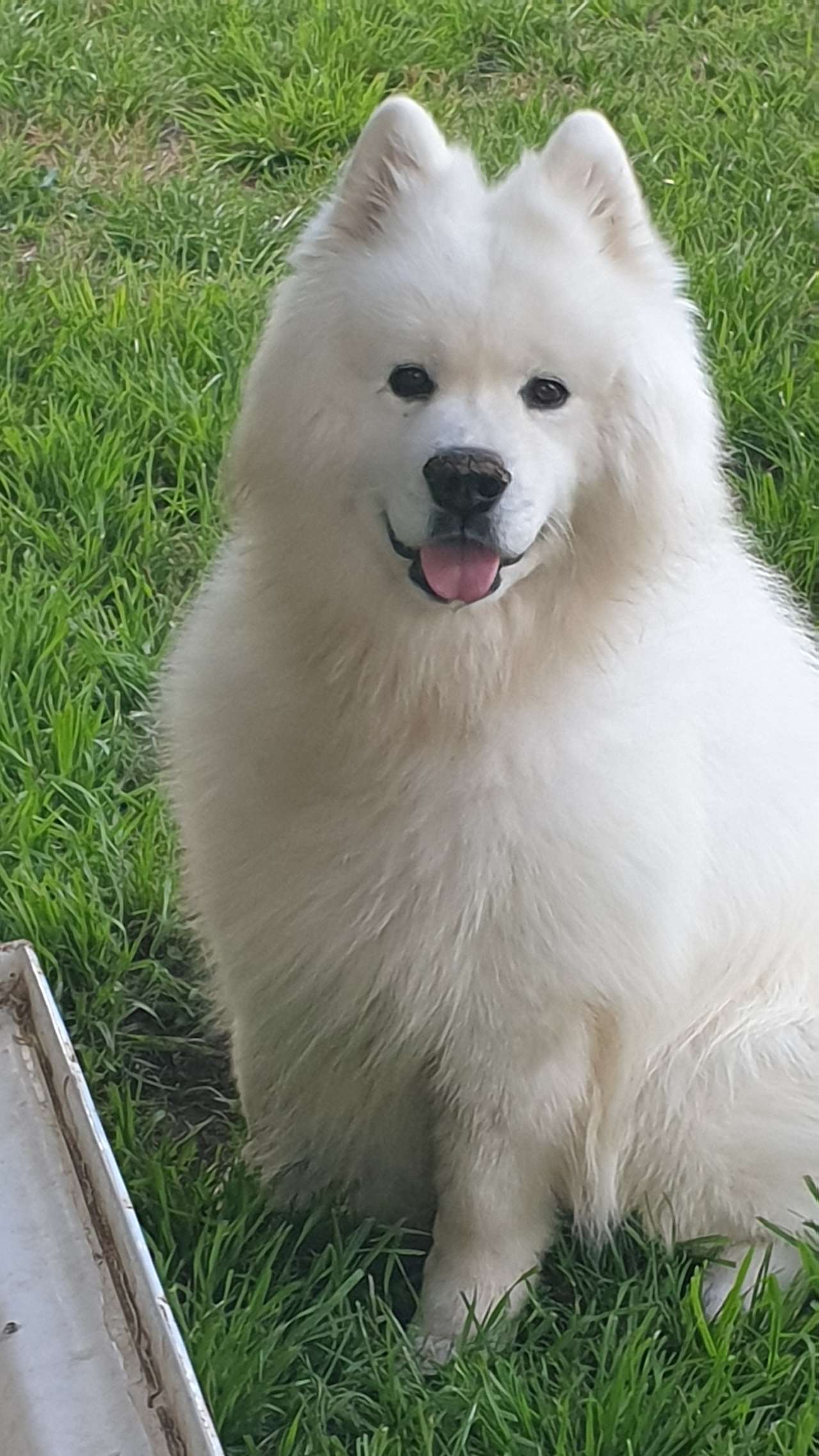 Pats for our resident puppa Suto