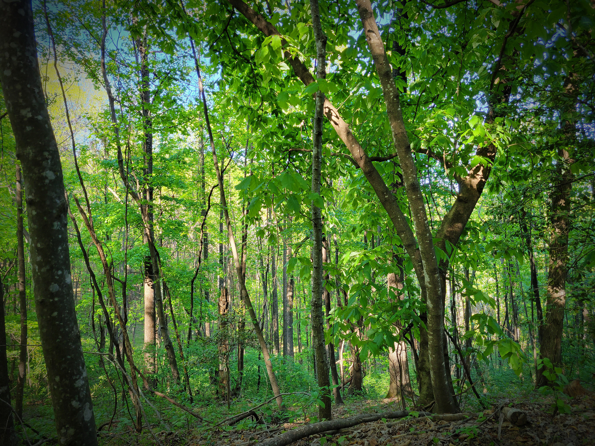 Come forth into the light of things, let nature be your teacher. -William Wordsworth