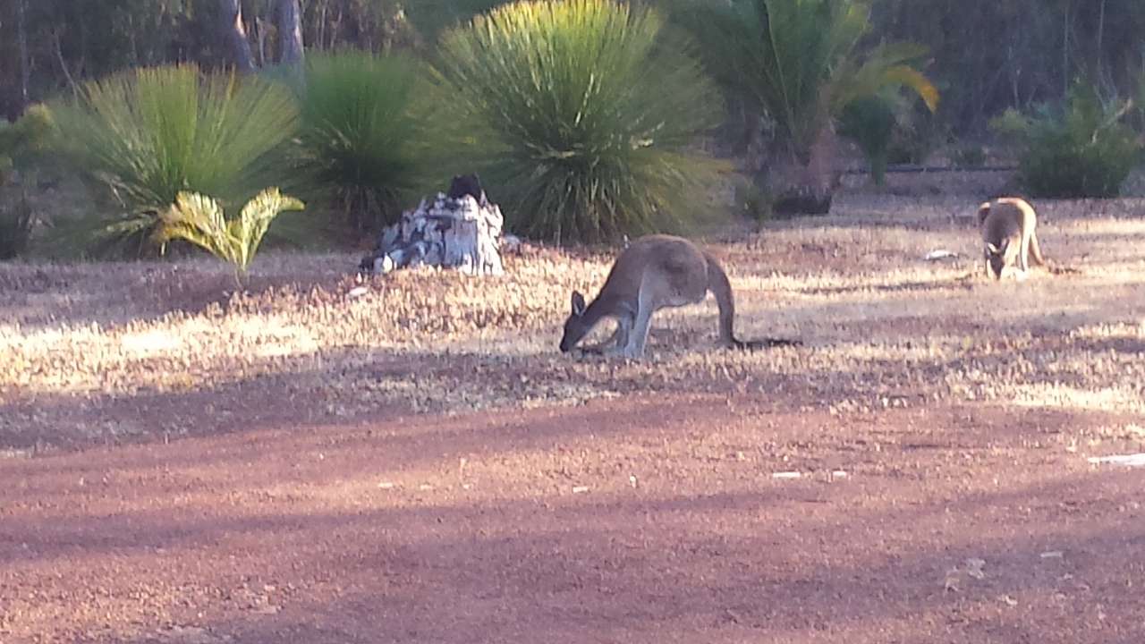 Kangaroos