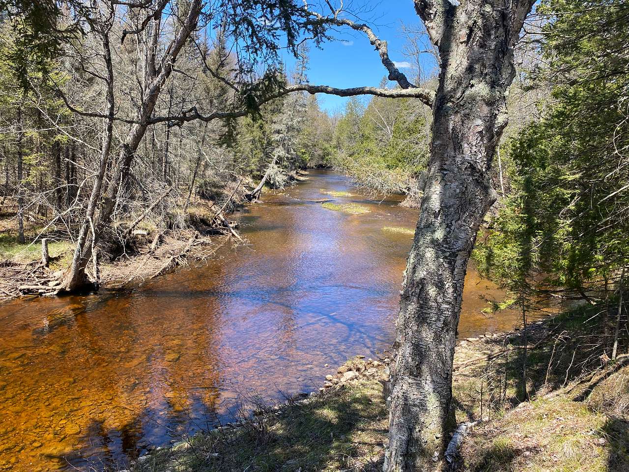 Forest Overlooking River