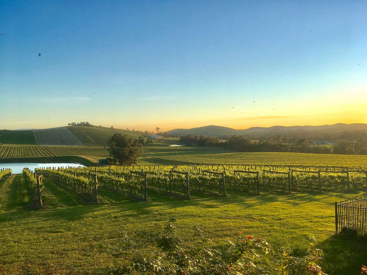 Mt Hope Vineyard Estate.