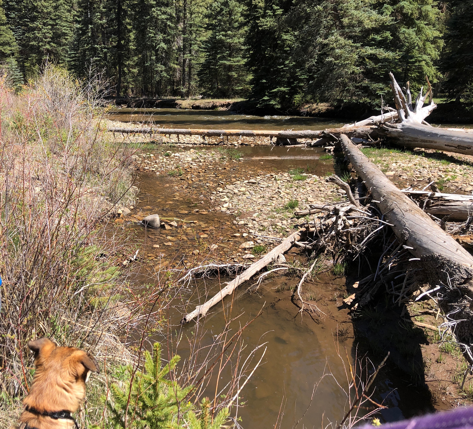 West Dolores River, loop A lower end of campground. 
