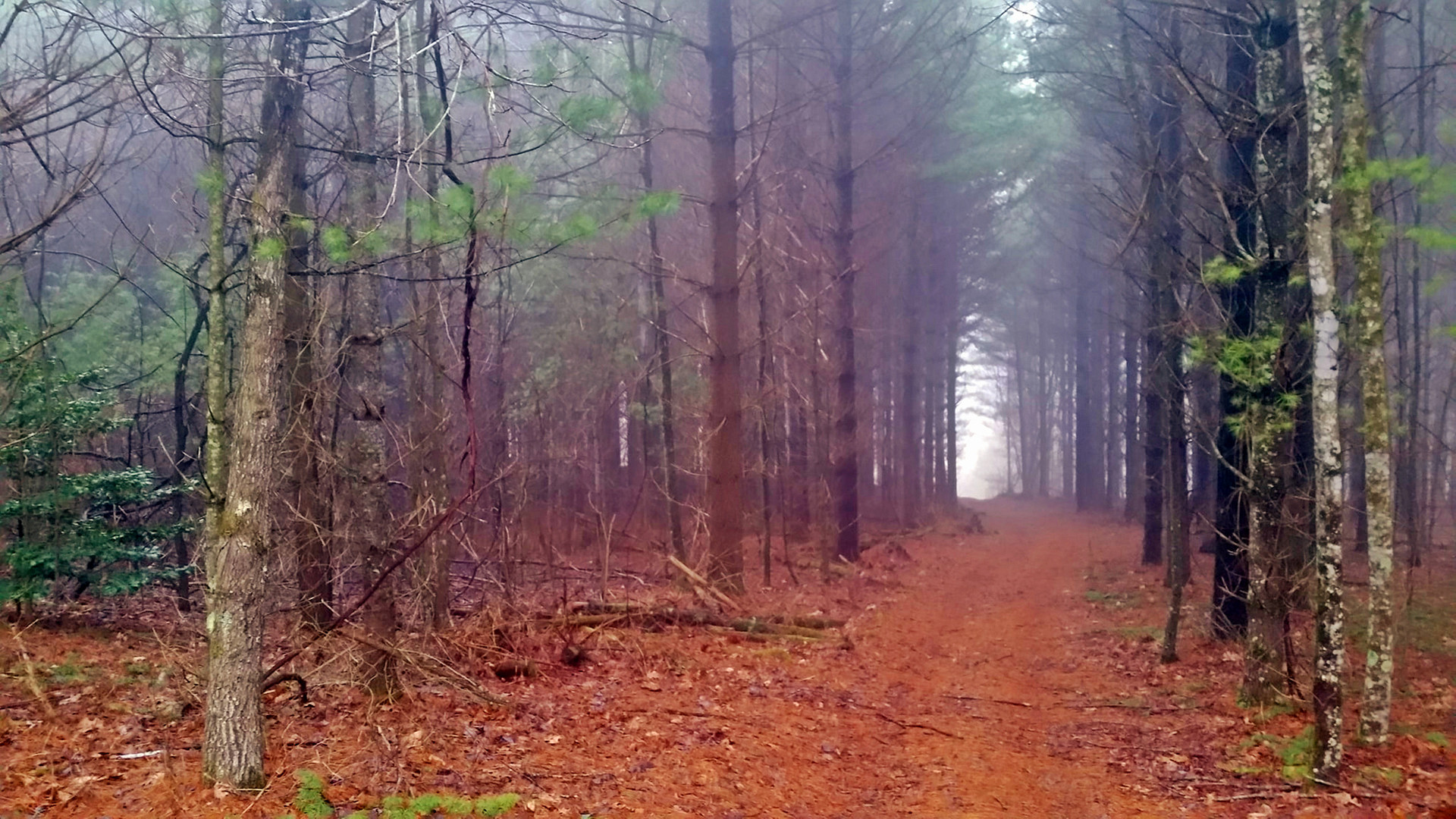 1/2 mile of trails through acres of White Pine forest. Be sure to check out the old stone wall built by the original homesteaders 