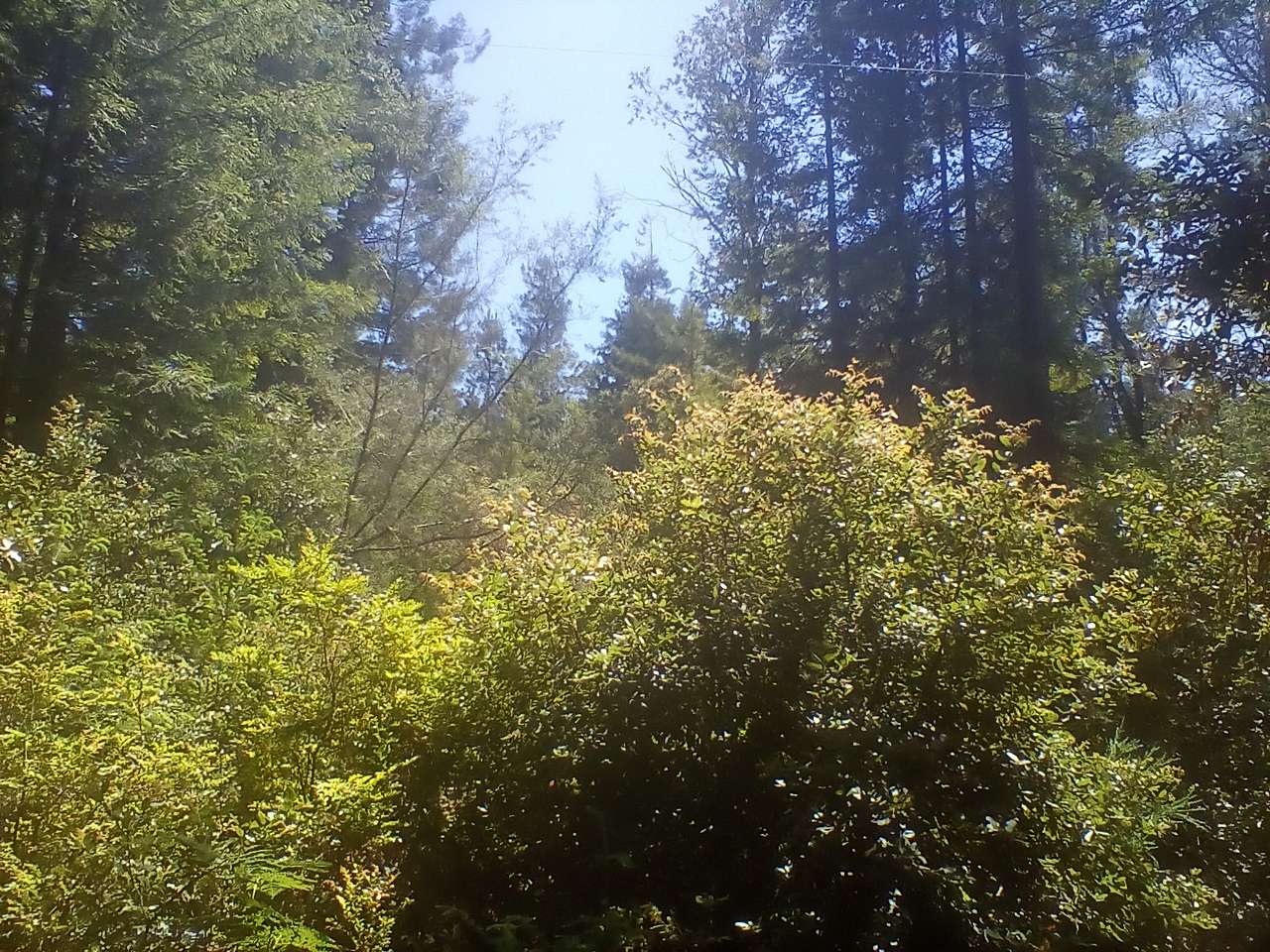 Redwood Forest Raven Haven
