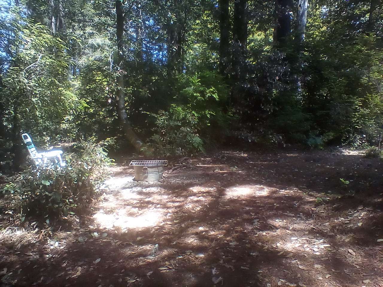 Redwood Forest Raven Haven